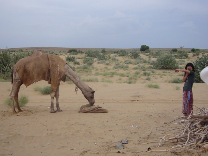The camels get a  feed.